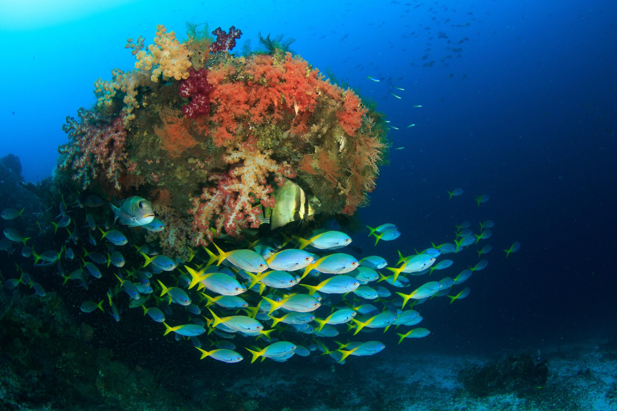school of fish passing by a reef
