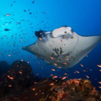 manta ray passing over a cleaning station