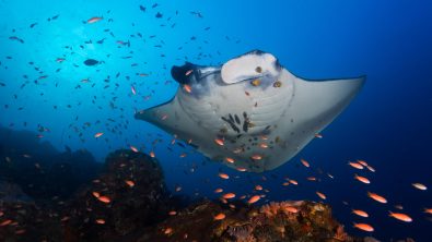 manta ray passinf