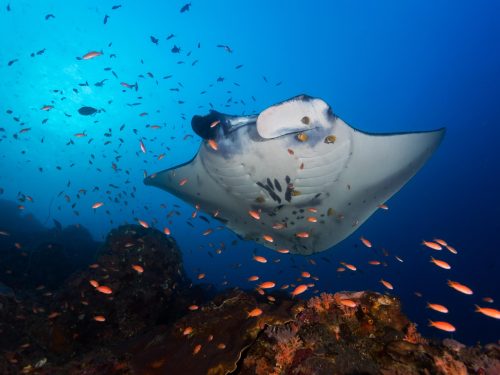 manta ray passinf