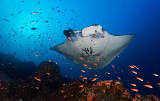 manta ray passing over a cleaning station