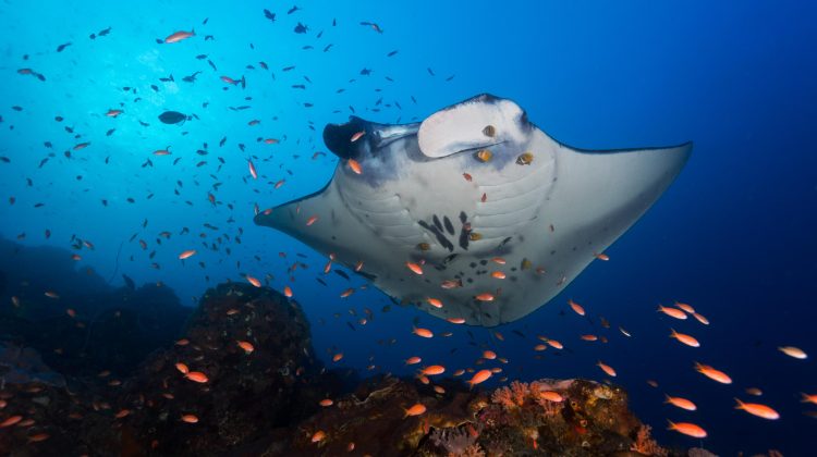 manta ray passinf
