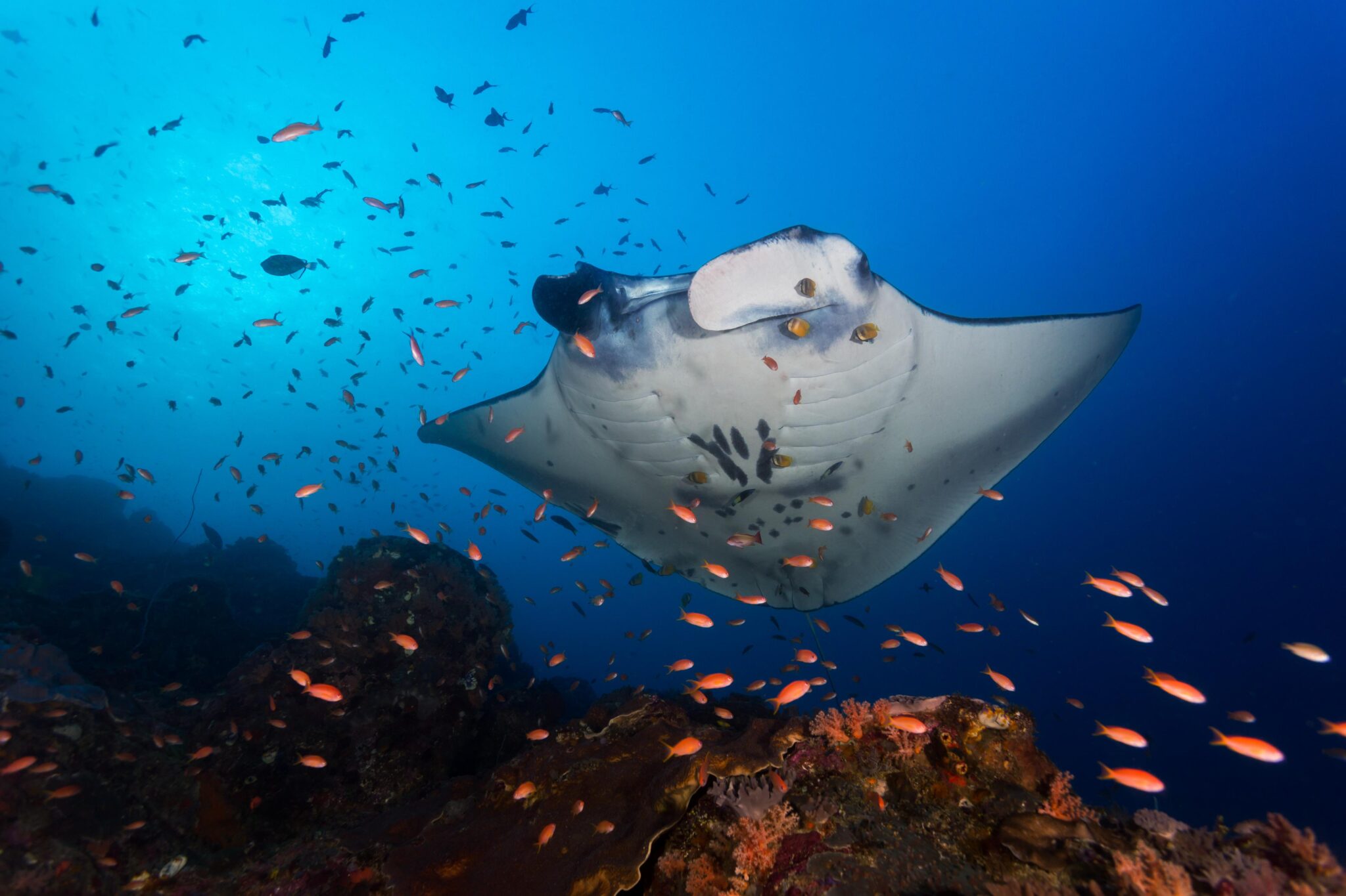 manta ray passing over a cleaning station