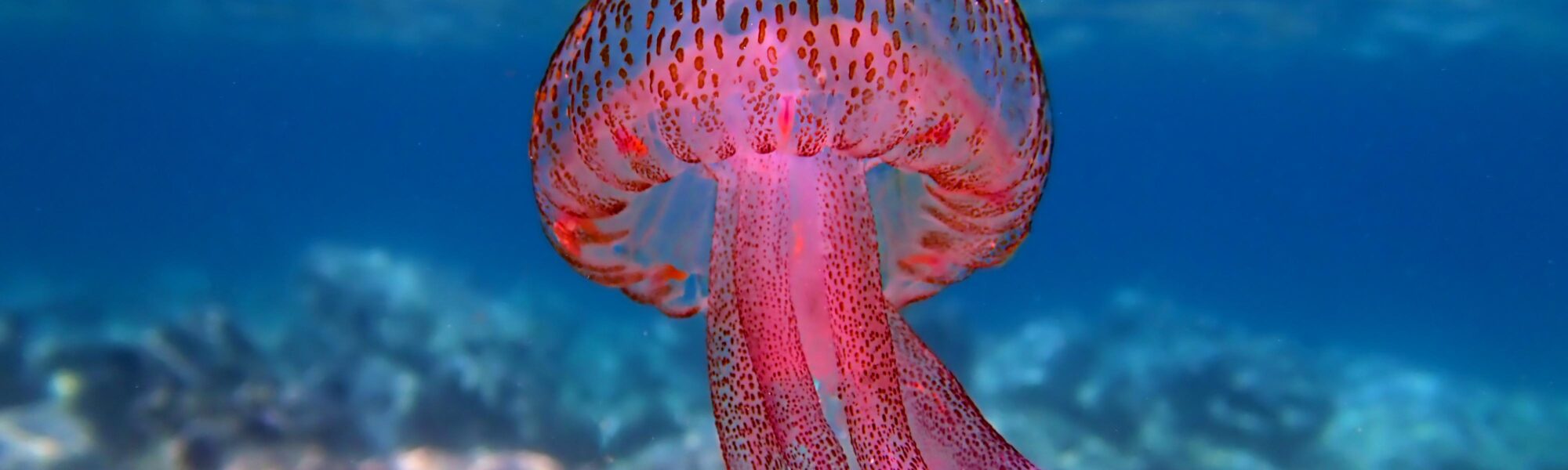 12 Toxic Marine Life Species: Look But Don’t Touch