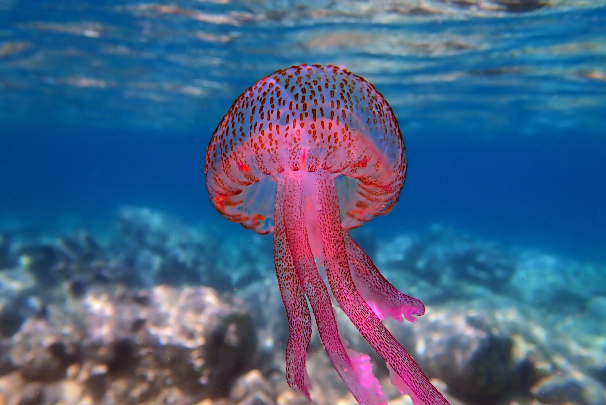 pink jellyfish mauve stinger floating in water