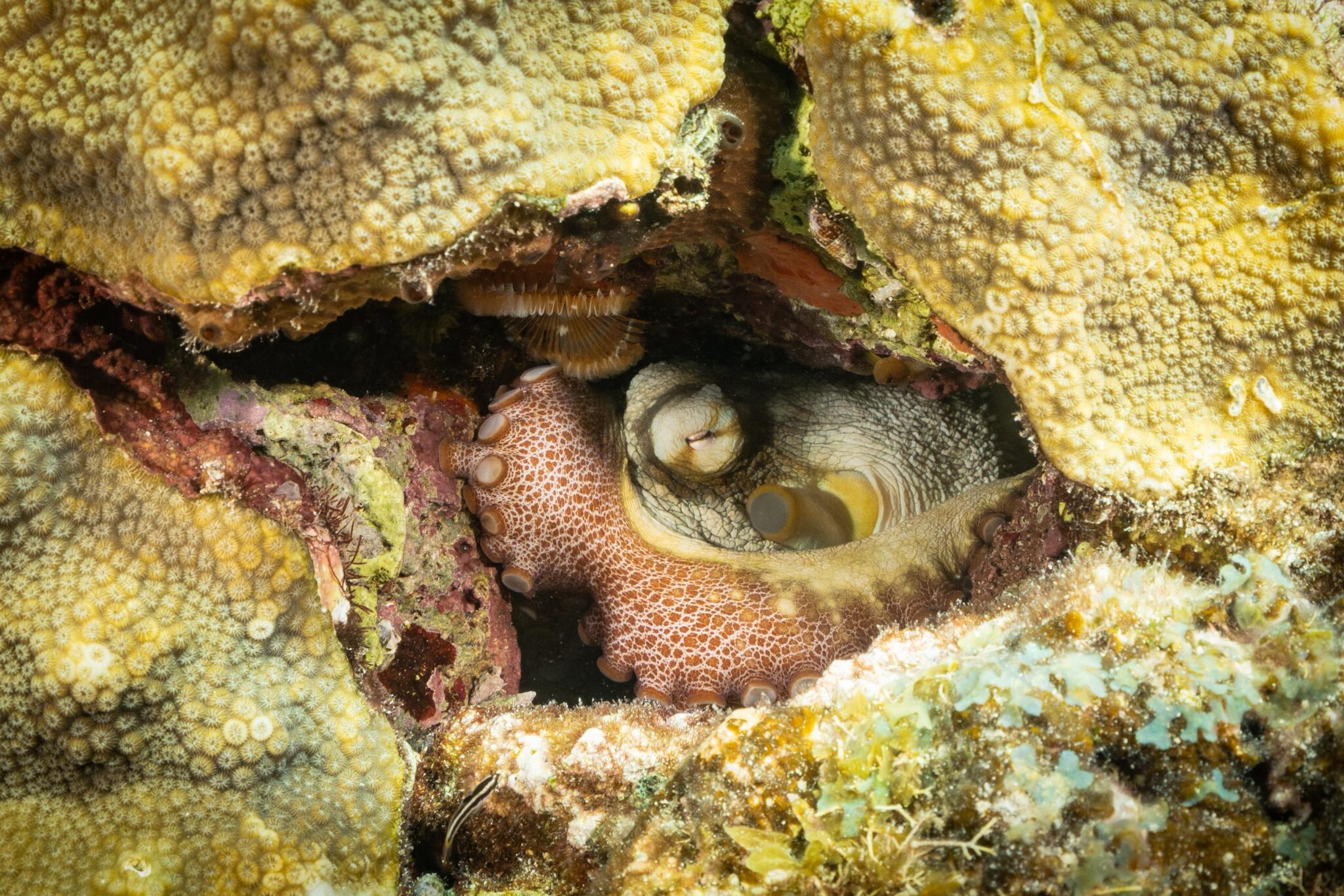 octopus hiding in a crevice