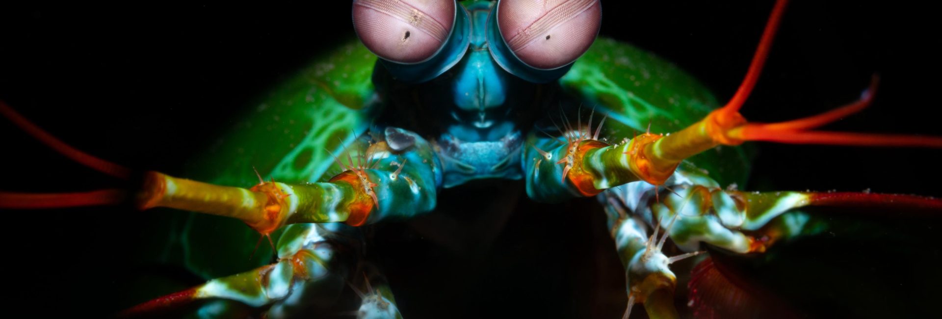 How To Spot More Marine Life: 6 Tips for Every Dive