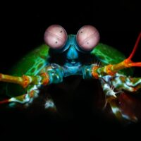 mantis shrimp on black background