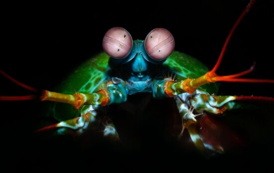 mantis shrimp on black background