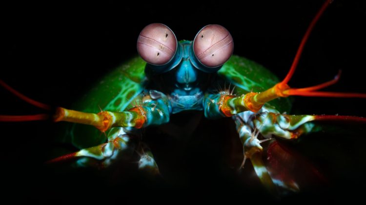 mantis shrimp on black background