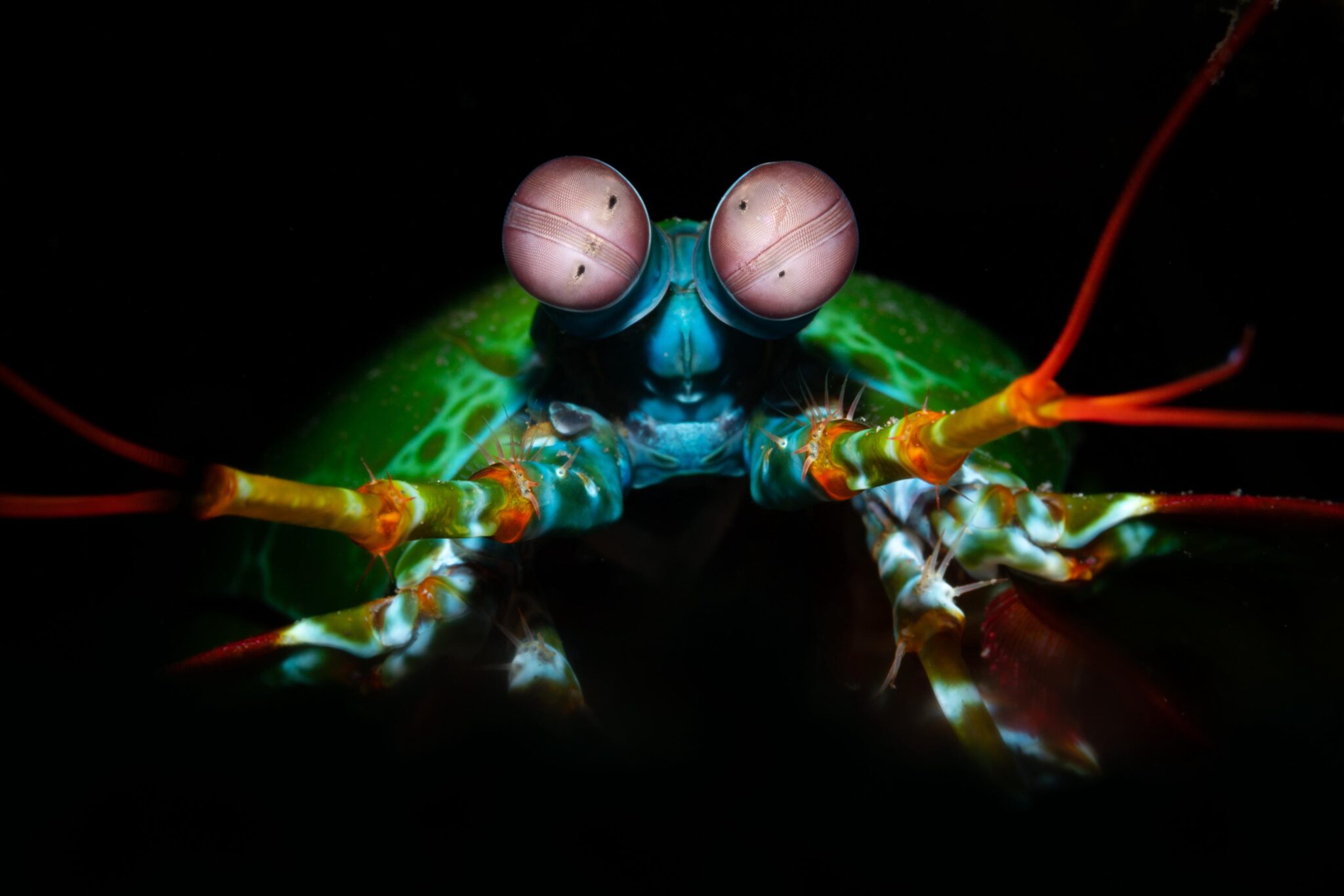 mantis shrimp on black background