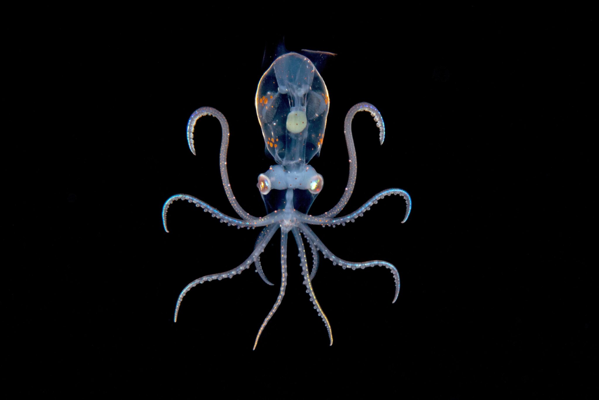 enope squid blackwater