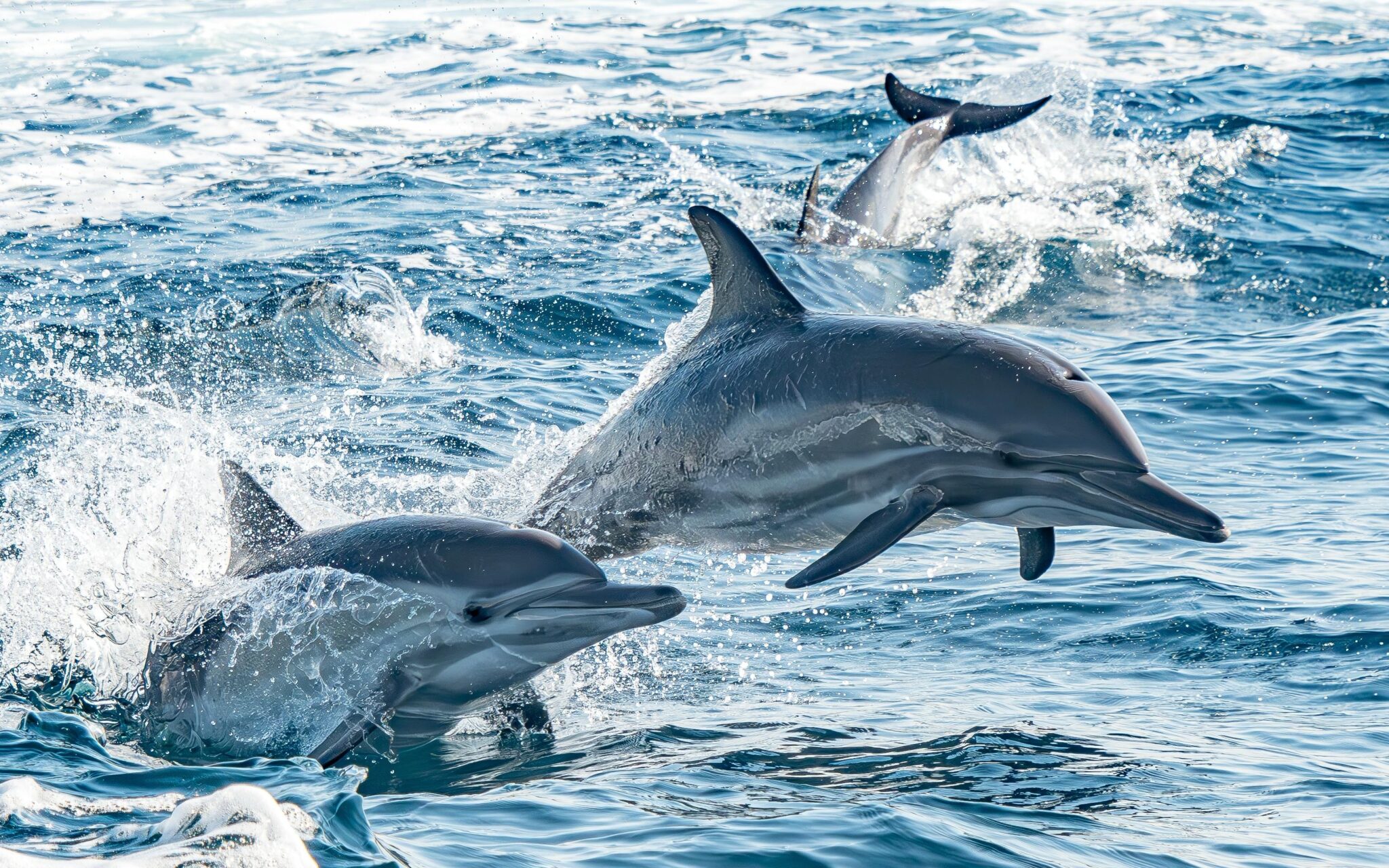 dolphins jumping out of the water together