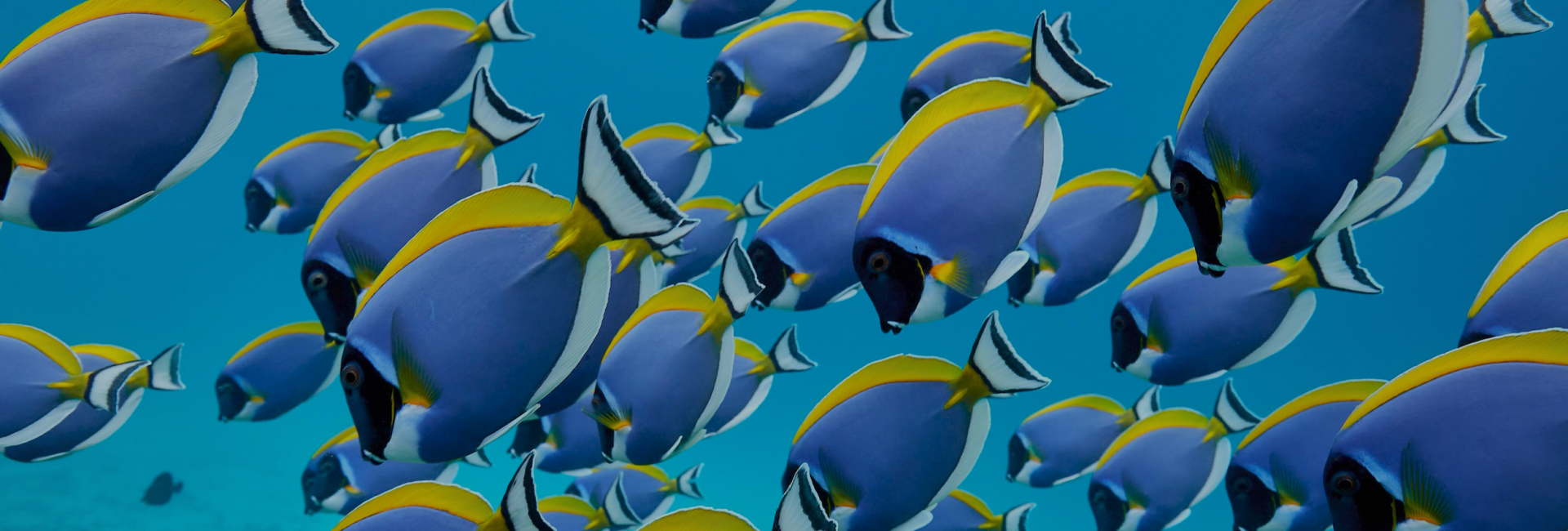 This Isn’t AI. It’s Scuba Diving: Ocean Moments You Have To Feel To Understand