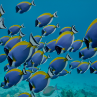 colorful surgeon fish swimming by