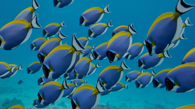 colorful surgeon fish swimming by