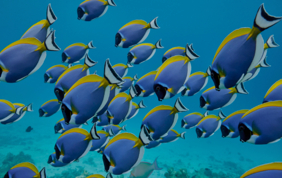 colorful surgeon fish swimming by