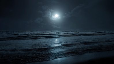 night marine animals after dark moonrise