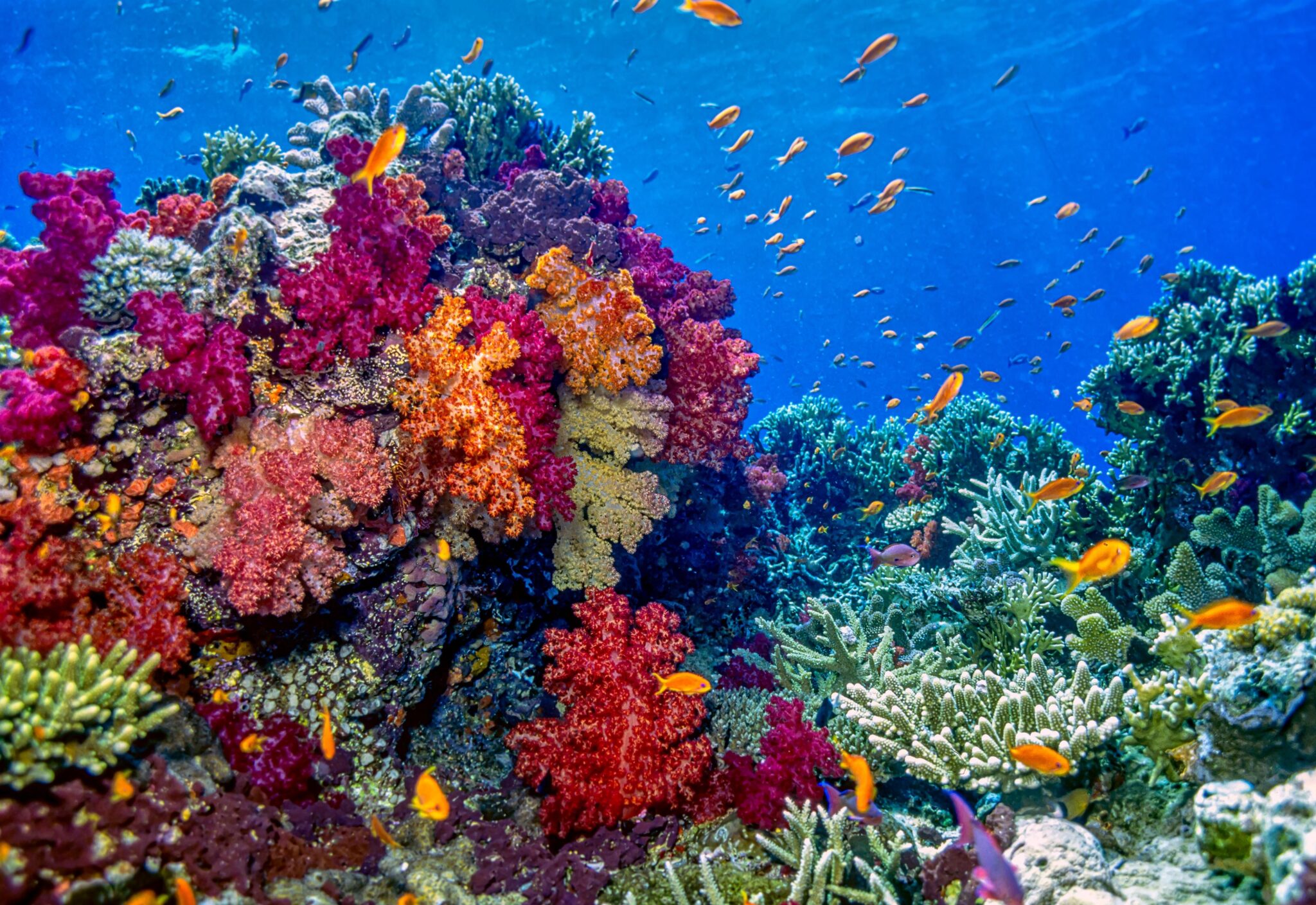 colorful coral reef with fish