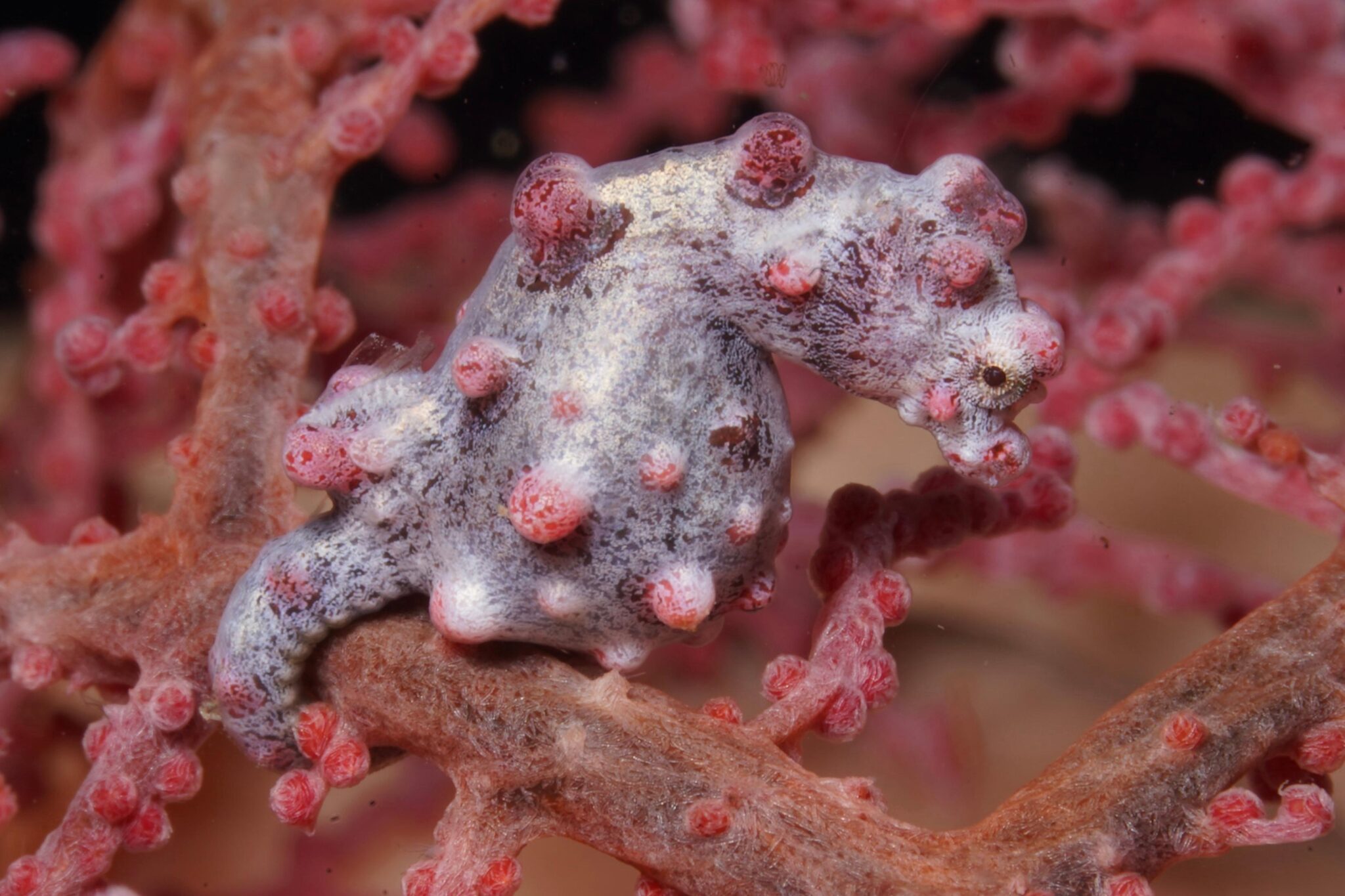 pygmy seahorse hiding in coral