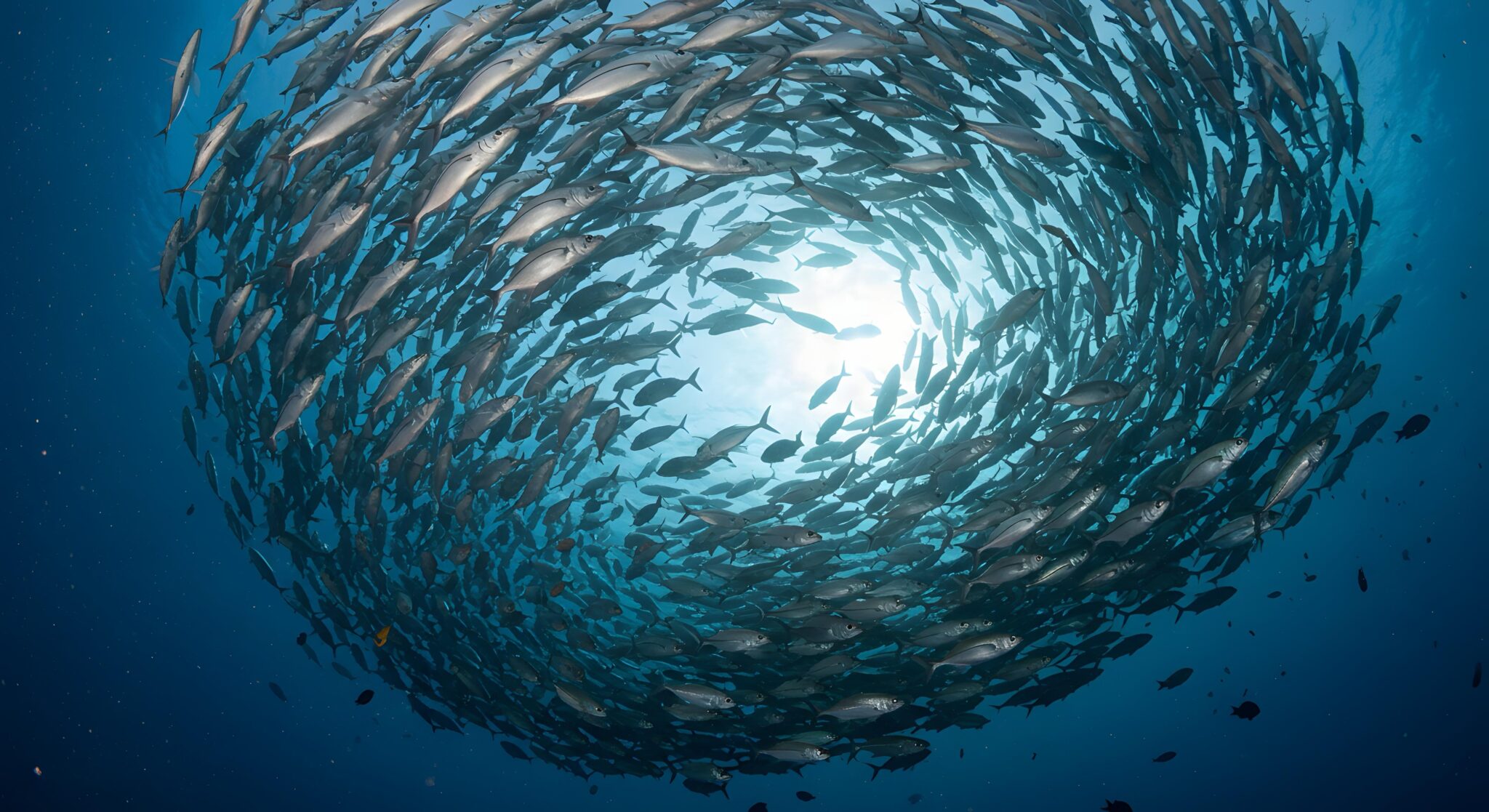 school vortex of schooling barracuda