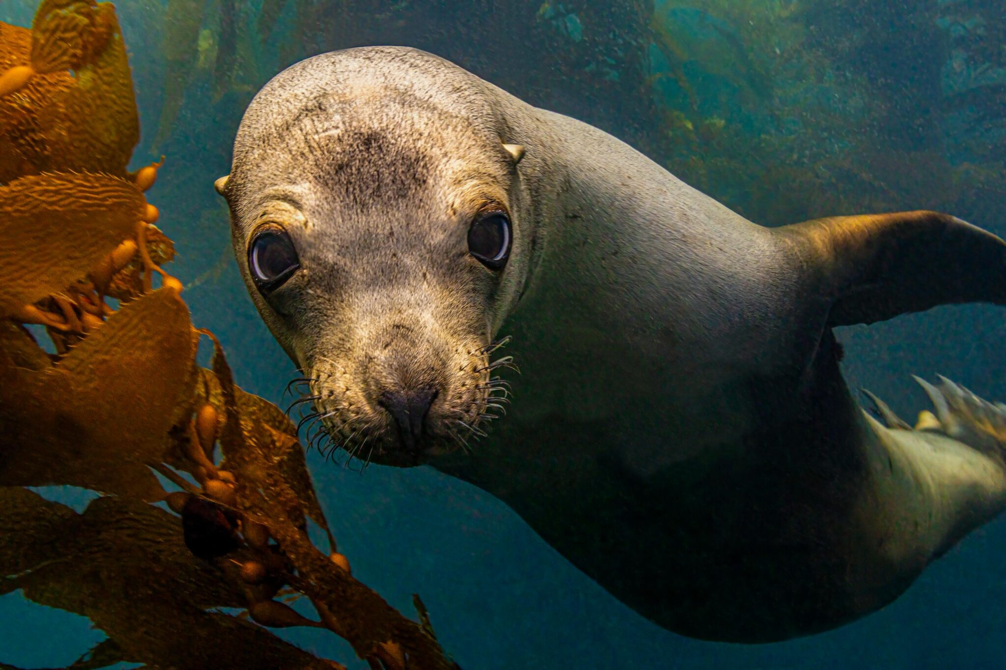 sea lion looking at the camera