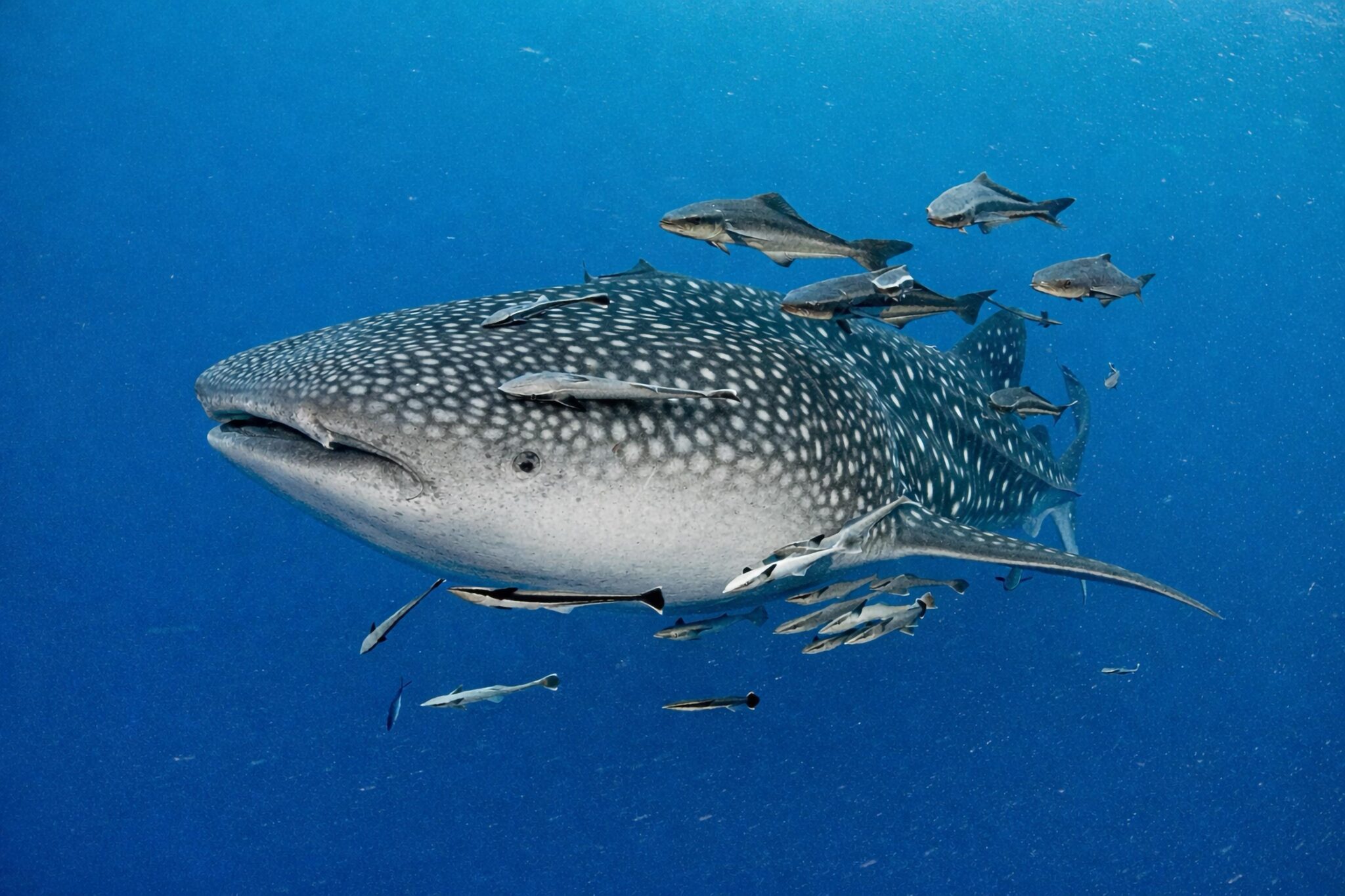 whale shark passing through clear water with fish
