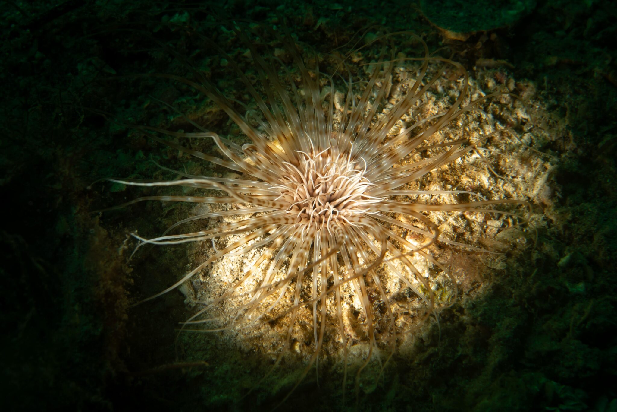 night marine animals after dark tube anemone