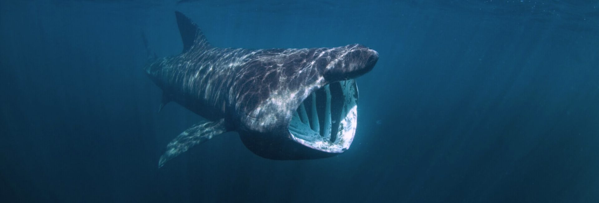 How To Swim With Basking Sharks: What You Need To Know