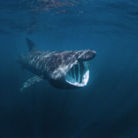basking shark swimming