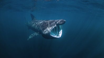 basking shark swimming