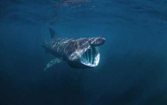 basking shark swimming