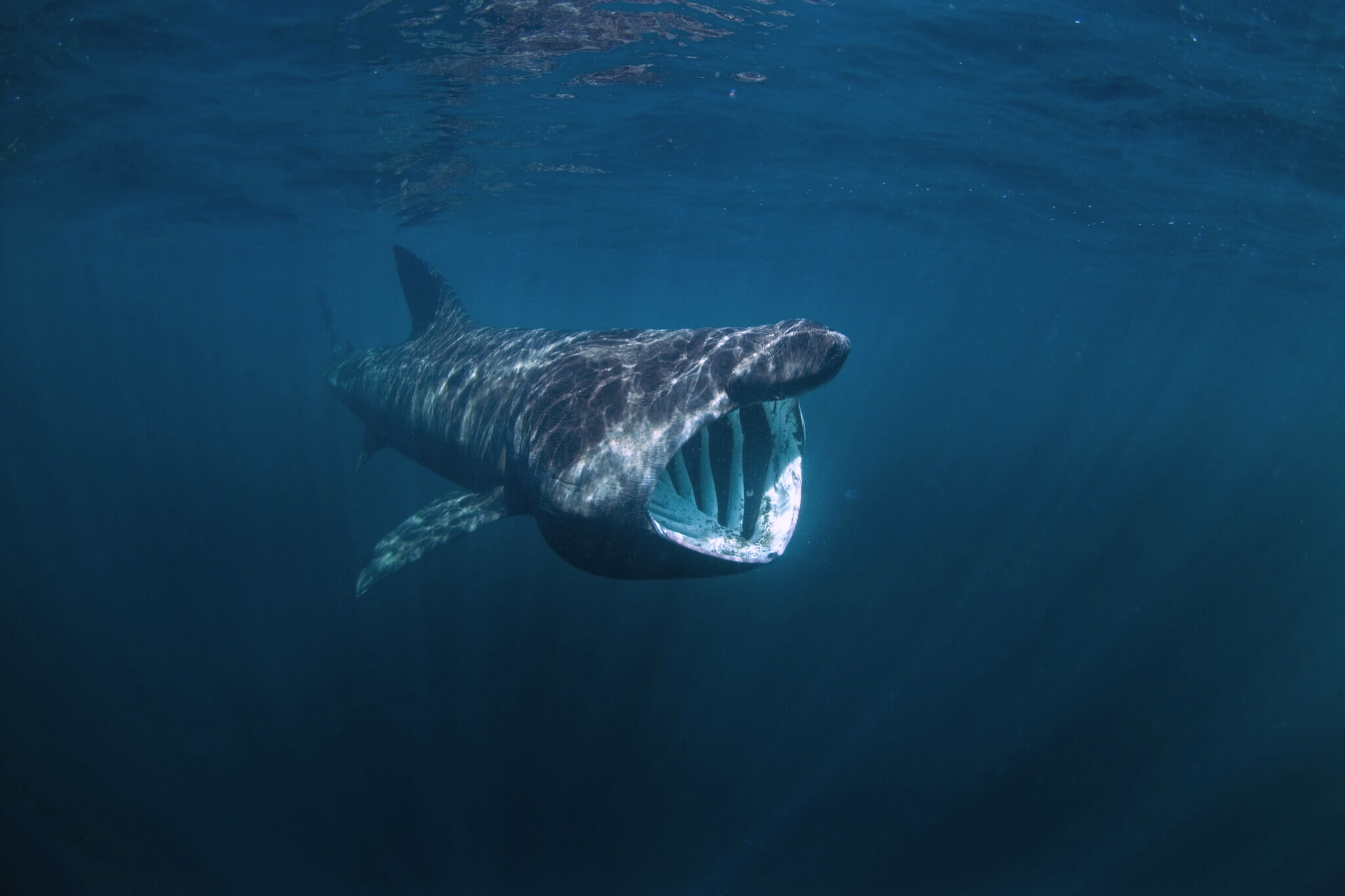 basking shark swimming