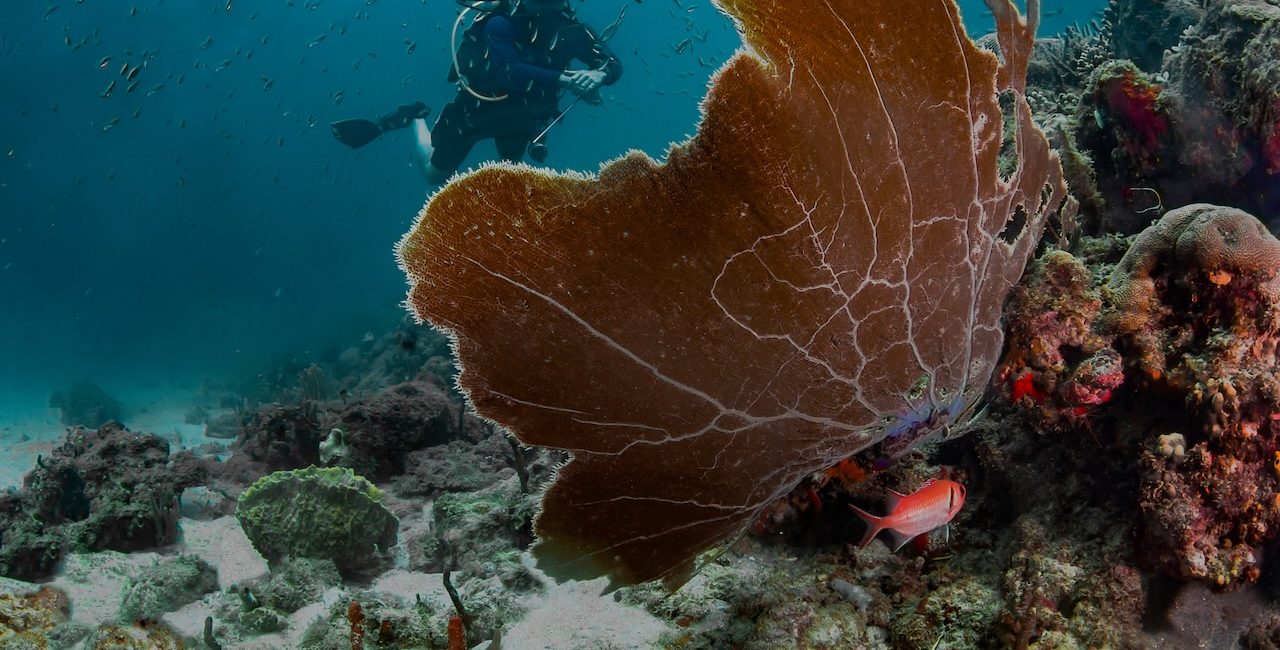 Rebuilding Reefs in Grenada for a Stronger, More Resilient Future