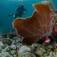 Squirrelfish and juvenile drum fish are hidden from a scuba diver by a healthy common sea fan on a beautiful reef in Grenada, West Indies.