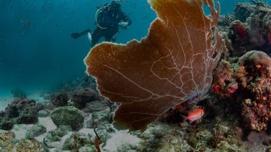 Squirrelfish and juvenile drum fish are hidden from a scuba diver by a healthy common sea fan on a beautiful reef in Grenada, West Indies.