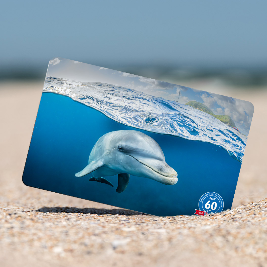 A certification card showing a dolphin in the sand on the beach