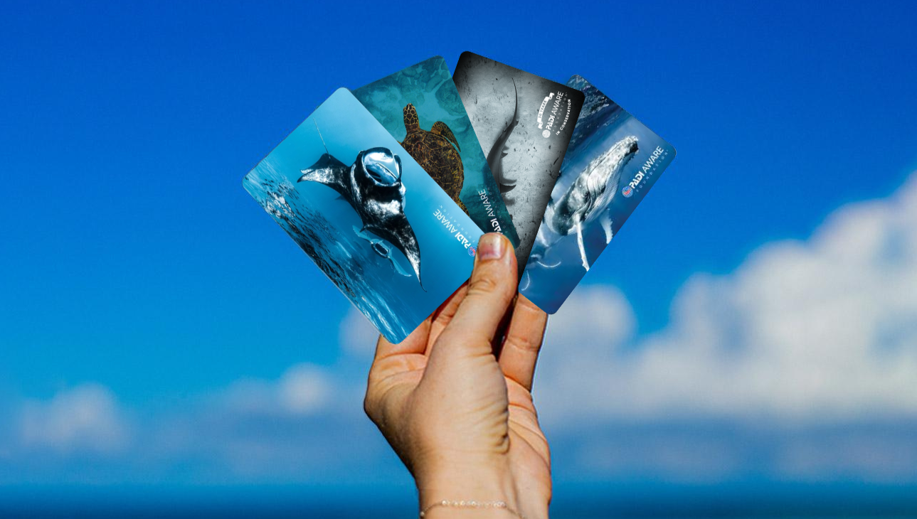 PADI AWARE certification cards in hand
