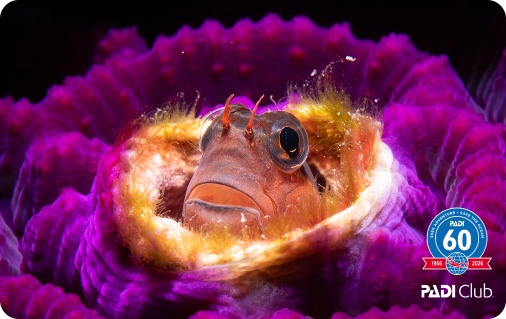 PADI Club exclusive eCard design - Chromatic Blenny by Khai Matahir