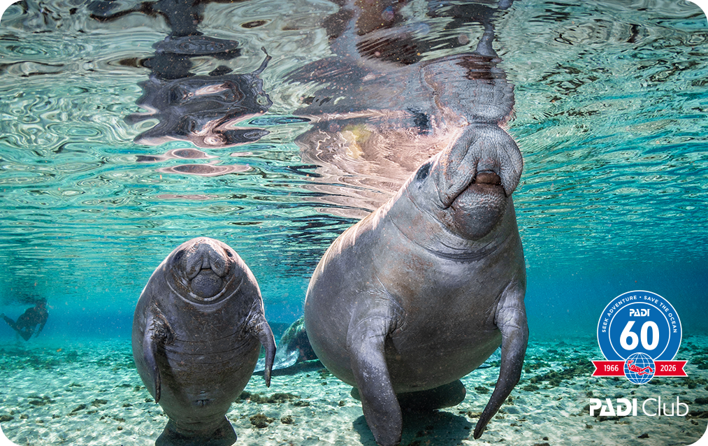 Exclusive PADI Club eCard - Surfacing Together by Stacey Henderson