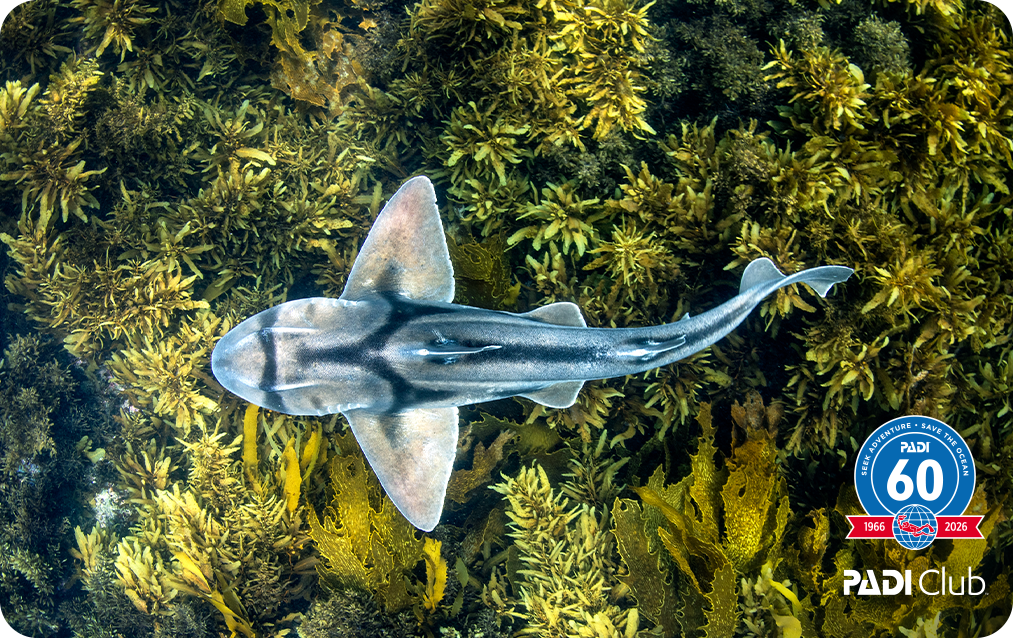 PADI Club exclusive eCard - "Port Jackson Shark" by Vanessa Mignon