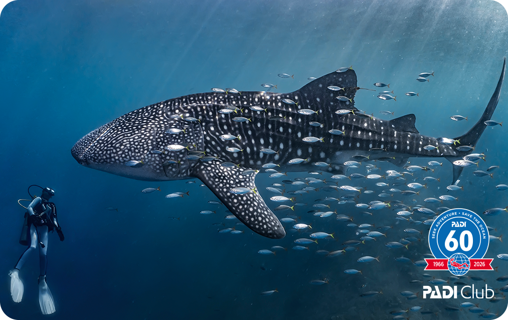 PADI Club exclusive eCard - "Gorontalo Giant" by Ayub Mooduto