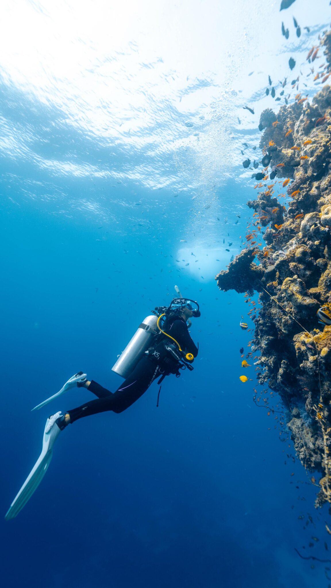 AmbassaDiver India Black scuba diving in the Red Sea on a wall dive.