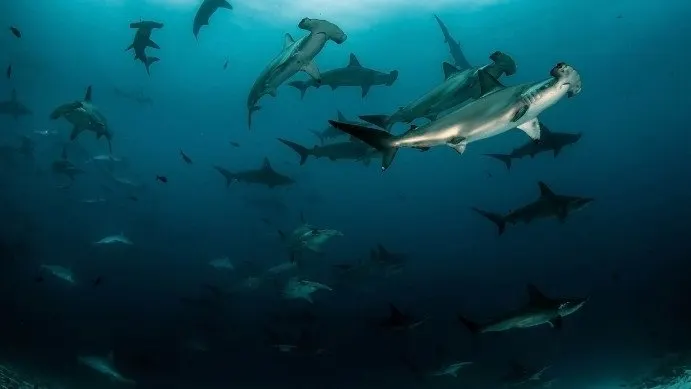 AWARE Shark and Ray Conservation Specialtyを受講してみて