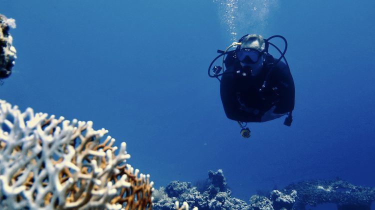 PADI Divemaster and adaptive diver Edwin de Wolf underwater on a scuba dive
