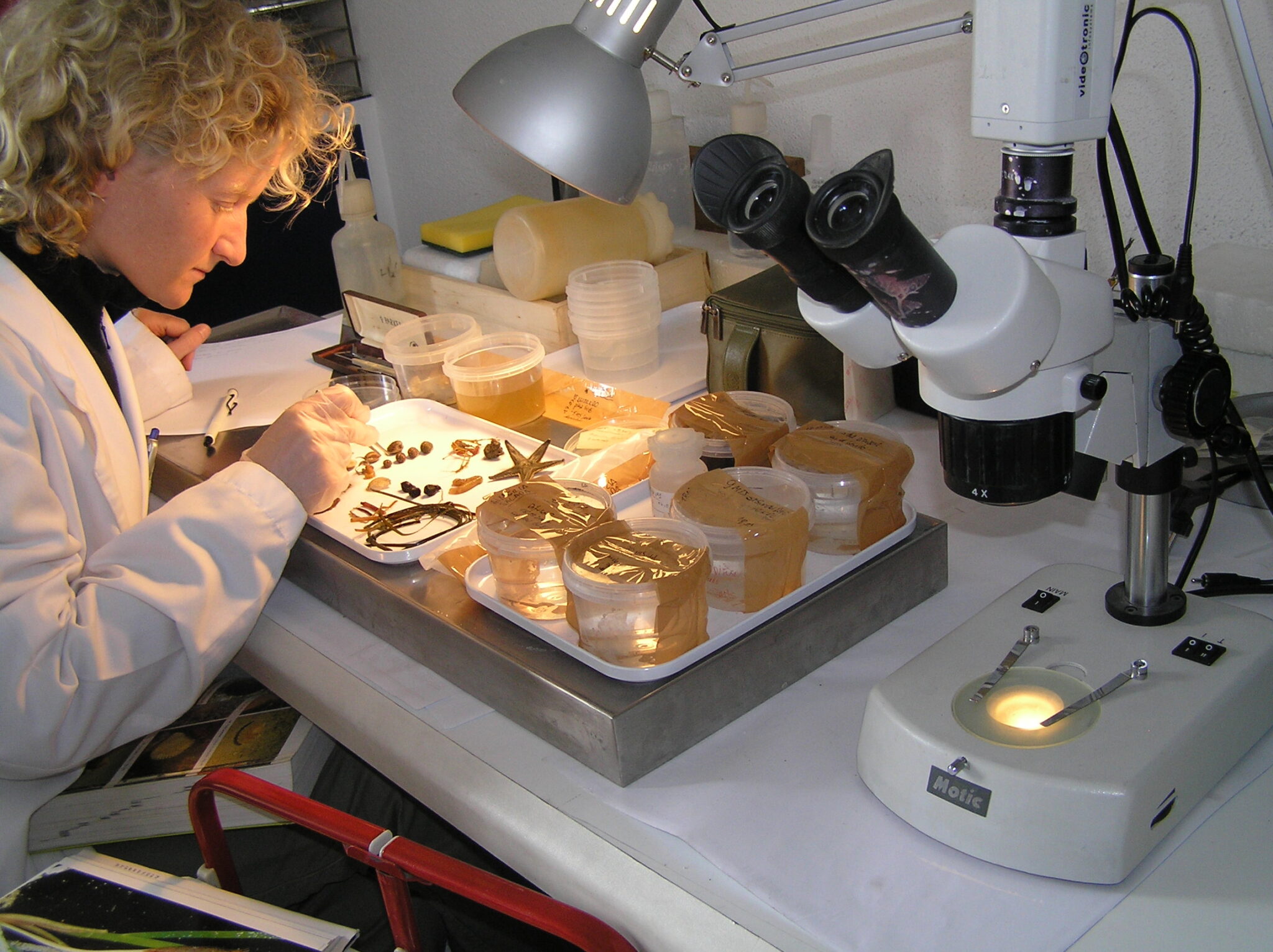 Scientific diver sitting at a lab table with a tray of species to ID