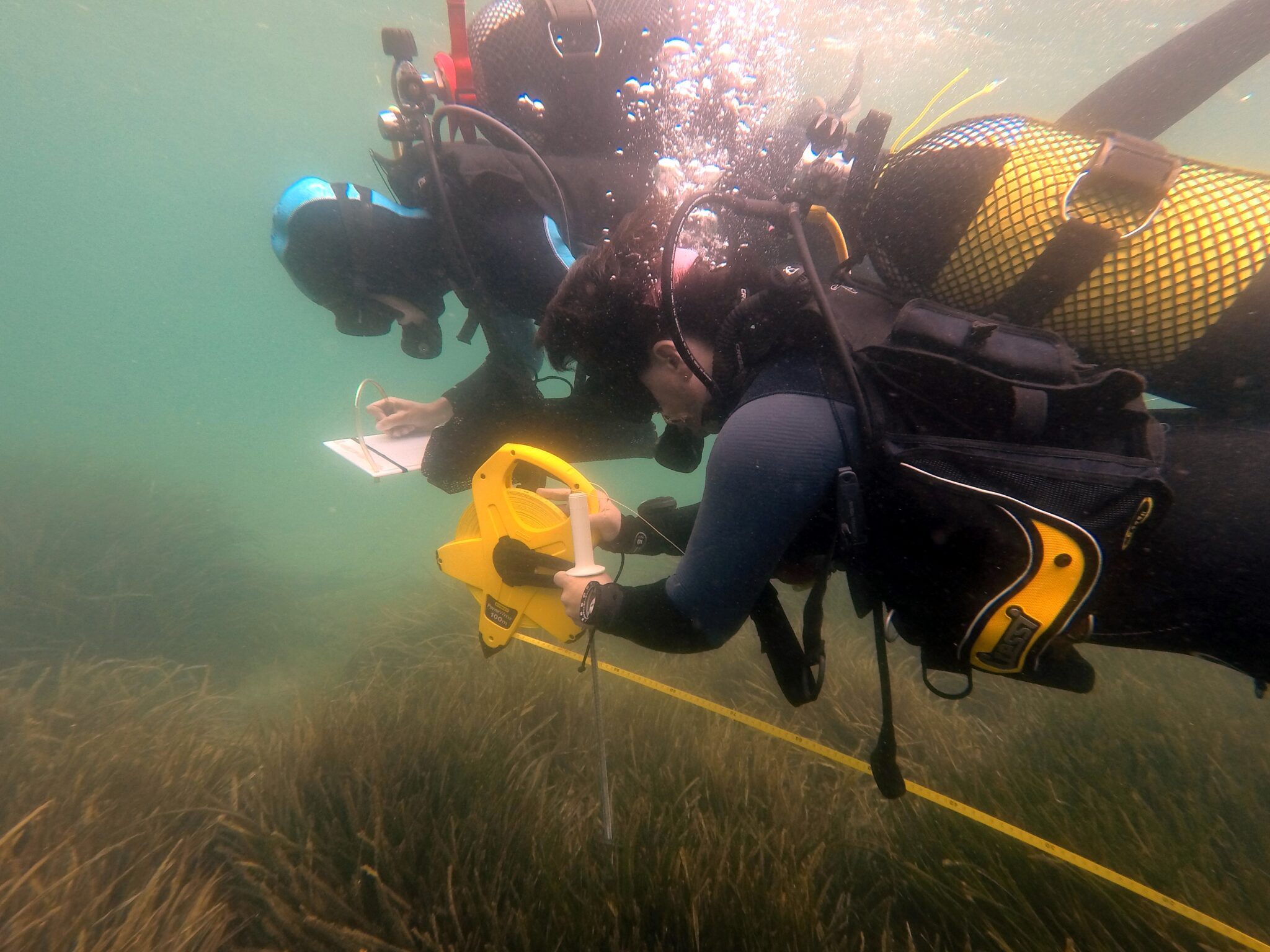 Two divers with a large measuring tape and a slate for a scientific diver sampling survey