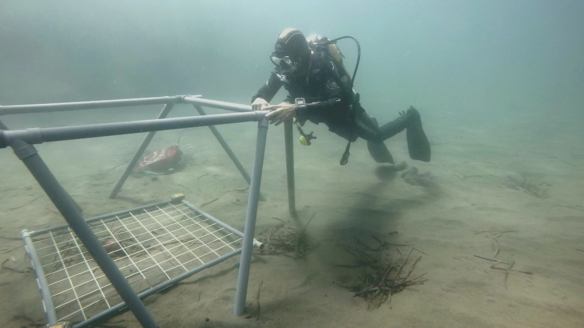 Scientific diver underwater setting up a large structure on a sandy bottom for sampling