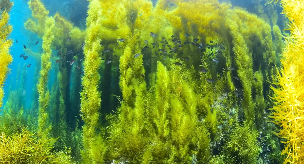 現地ダイビングガイドが語る、日本の海の魅力｜新潟・佐渡