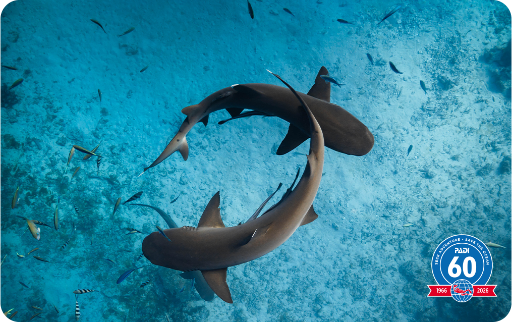 coexist with sharks certification card